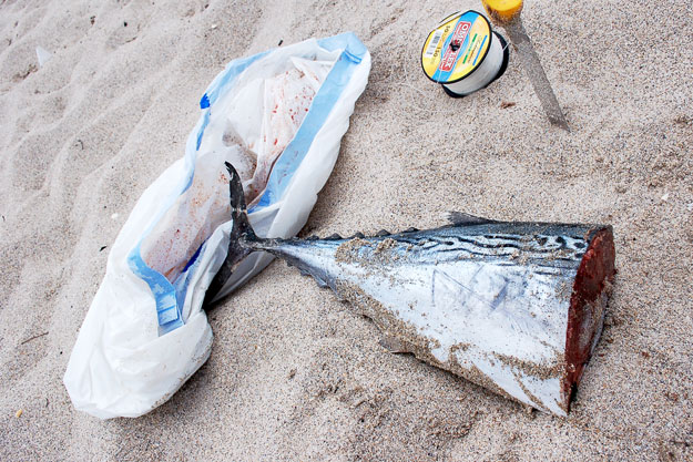 Bonito chunk ready to be rigged for sharks