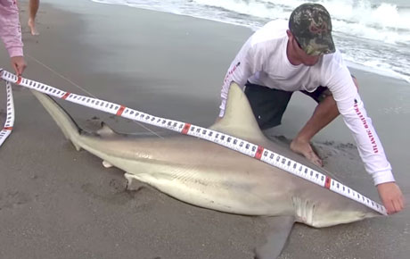 2013 Blacktip Challenge web episode