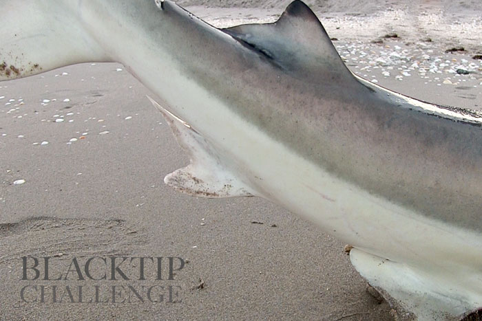 Anal fin of a blacktip shark