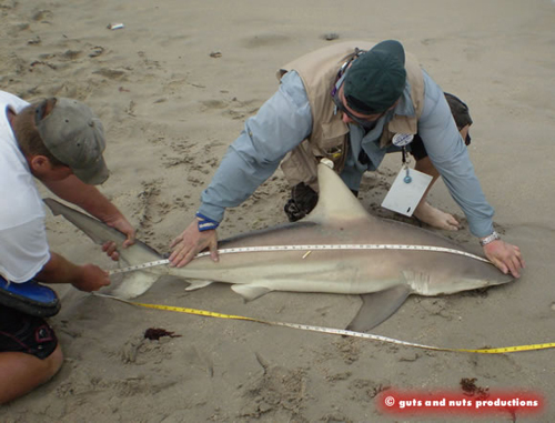 How to measure the overall length of a shark