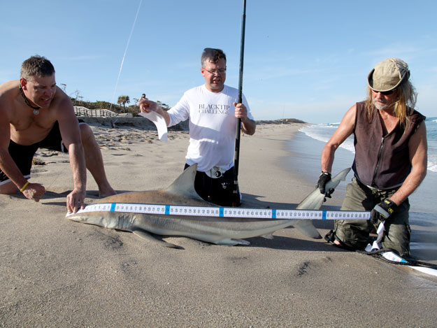 Fork measurement of a blacktip shark