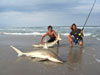 Double header blacktip sharks