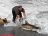 Jeff Ivers grabbing a blacktip shark during the 2009 Blacktip Challenge shark fishing tournament in Florida