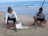 Jimmy Dean with a blacktip shark caught during the 2011 Blacktip Challenge shark fishing tournament in Florida