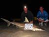Ryan Bolash won the largest blacktip prize in the 2012 Blacktip Challenge shark fishing tournament in Florida with this huge blacktip shark