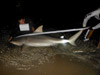 Shannon Bustamante with the largest shark (476lb bull shark) caught in the Blacktip Challenge during the 2013 Blacktip Challenge shark fishing tournament in Florida