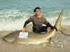 A huge bull shark caught by Team Infinity during the 2013 Blacktip Challenge shark fishing tournament in Florida