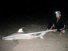 A blacktip shark that is missing part of its dorsal fin caught by Team Total Release during the 2013 Blacktip Challenge shark fishing tournament in Florida