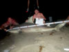 Bull shark caught by Shannon Bustamante during the 2014 Blacktip Challenge shark fishing tournament in Florida