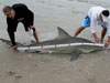 Bull shark caught by CJ Floyd during the 2014 Blacktip Challenge shark fishing tournament in Florida