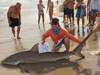 Junior angler Cameron McClellan caught this dusky shark during the 2014 Blacktip Challenge shark fishing tournament in Florida