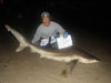 Sandbar shark caught by Hunter Cureton during the 2014 Blacktip Challenge shark fishing tournament in Florida