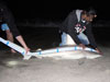 Johan Ruhe from Kanalgratis measuring a blacktip shark in the 2015 Blacktip Challenge