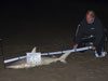 Blacktip shark caught by Melissa Showman in the 2015 Blacktip Challenge