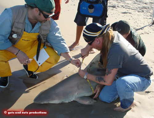 How to measure the overall length of a shark