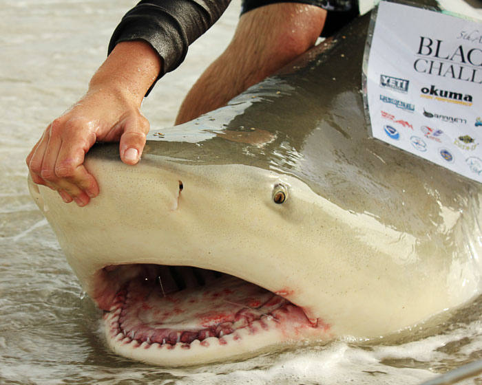A large bull shark caught during the 2013 Blacktip Challenge shark fishing tournament