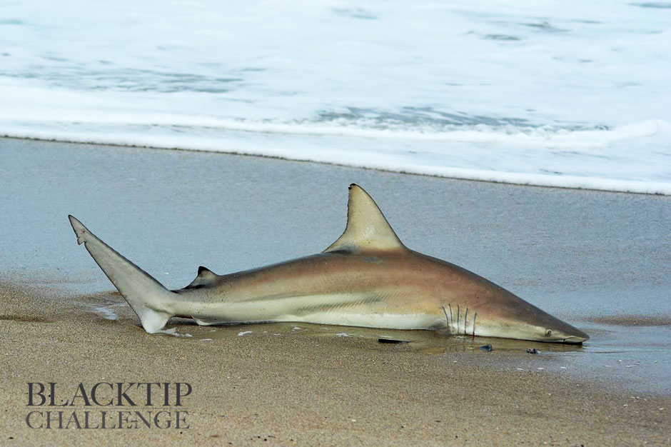 Blacktip shark on the beach in Florida